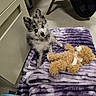 puppy, dog, pet, animal, fluffy, small_dog, portrait, head_tilt, blue_eyes, sitting, teddy_bear, stuffed_animal, purple_blanket, blanket, bed, indoors, home, cute, playful, photography