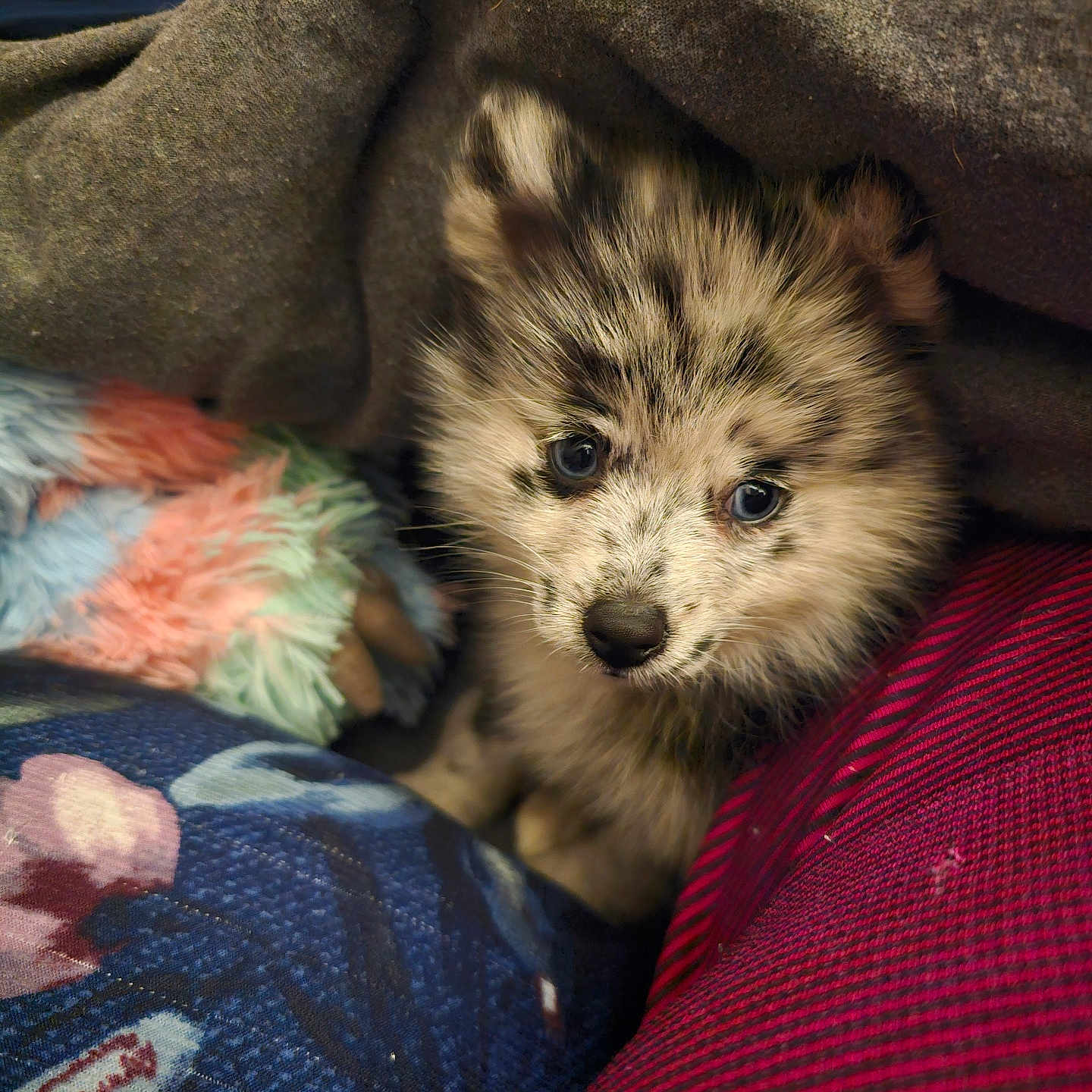 Blue joined the competition — help win amazing prizes! puppy, dog, fluffy, fur, brown_and_cream, face, eyes, nose, ears, blanket, bedding, cozy, indoors, portrait, cute, animal, young, snuggled, colorful_fabric, close_up
