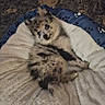 Blue is registered to the contest to win money with this photo: cat, kitten, fluffy, long_hair, blue_eyes, sleeping, lounging, pet, animal, feline, blanket, soft, cozy, pet_bed, paw_prints, indoors, portrait, closeup, cute, relaxed