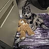 Blue is registered to the contest to win money with this photo: puppy, dog, pet, fluffy, black_and_white, small_dog, animal, teddy_bear, stuffed_animal, blanket, purple_blanket, indoors, home, floor, furniture, cabinet, cozy, sitting, lying_down, portrait