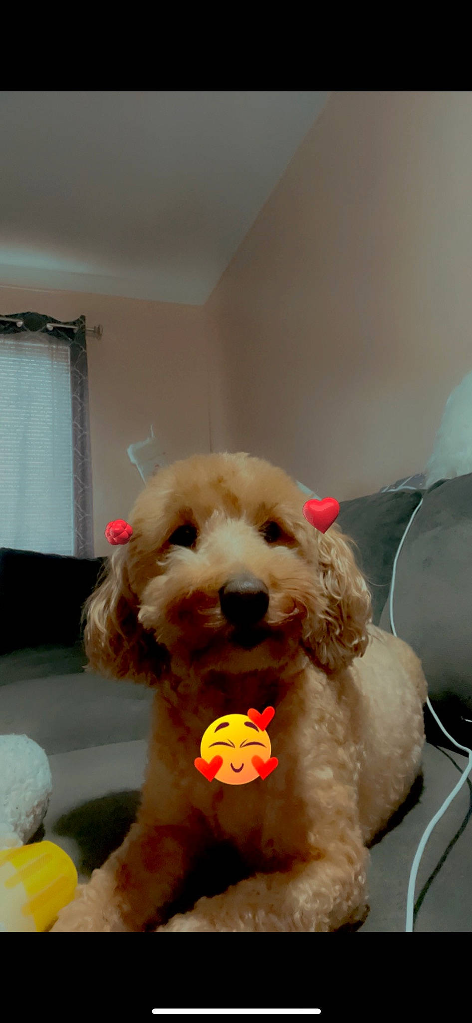 Charli Rose is registered to the contest to win money with this photo: canidae, carnivore, companion_dog, dog, dog_breed, dog_collar, dog_supply, fur, labradoodle, pet_supply, poodle, snout, sporting_group, stuffed_toy, terrier, toy, toy_dog, water_dog, window_blind, working_animal