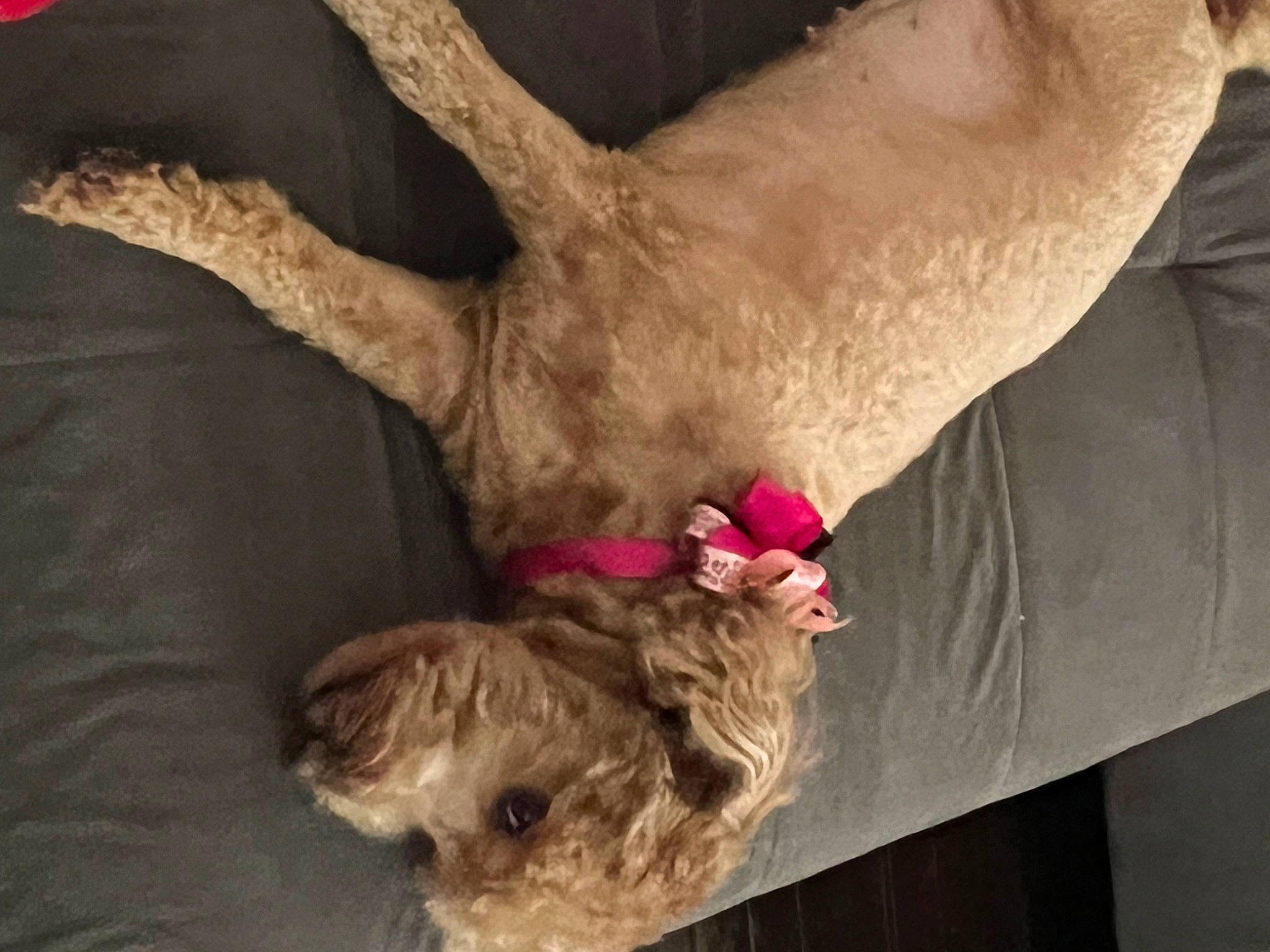 Charli Rose is registered to the contest to win money with this photo: canidae, carnivore, comfort, companion_dog, dog, dog_breed, dog_supply, fawn, felidae, fur, gesture, liver, mammal, paw, pet_supply, small_to_medium_sized_cats, snout, sporting_group, toy_dog, working_animal