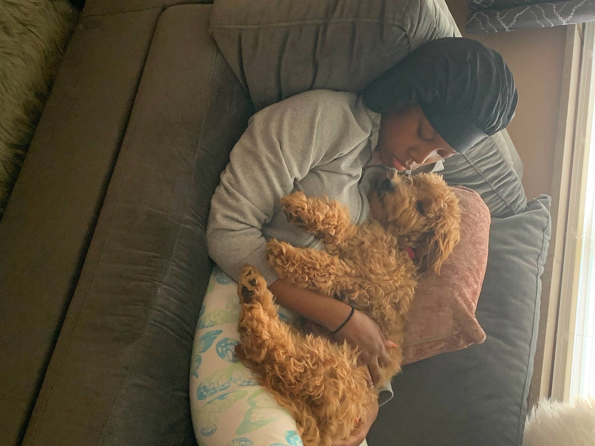 Charli Rose joined the competition — help win amazing prizes! canidae, carnivore, child, comfort, companion_dog, couch, curtain, domestic_short_haired_cat, fawn, felidae, fur, linens, nap, room, small_to_medium_sized_cats, sporting_group, stuffed_toy, toy, whiskers, wool