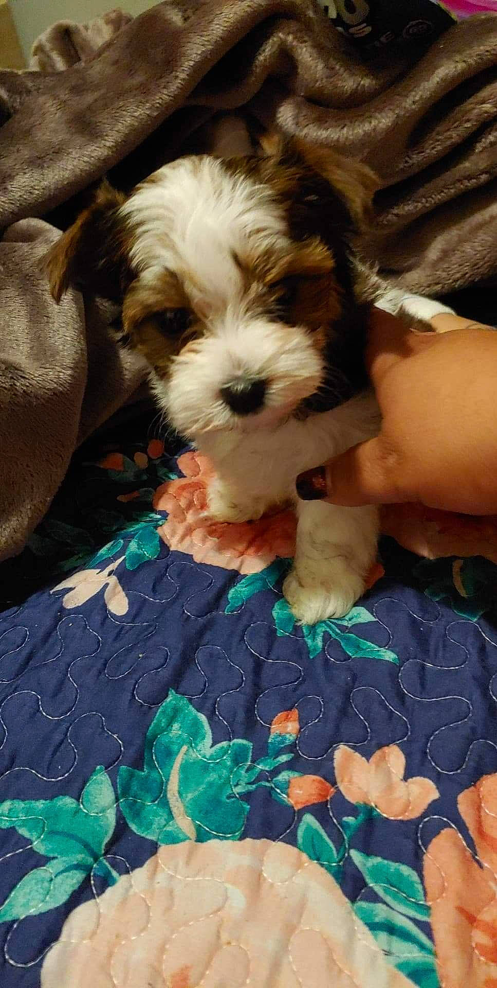 Minnie joined the competition — help win amazing prizes! bolonka, canidae, carnivore, cavachon, cavapoo, cockapoo, companion_dog, dog, dog_breed, havanese, kyi_leo, maltepoo, mammal, morkie, puppy, puppy_love, schnoodle, shih_poo, shih_tzu, vertebrate