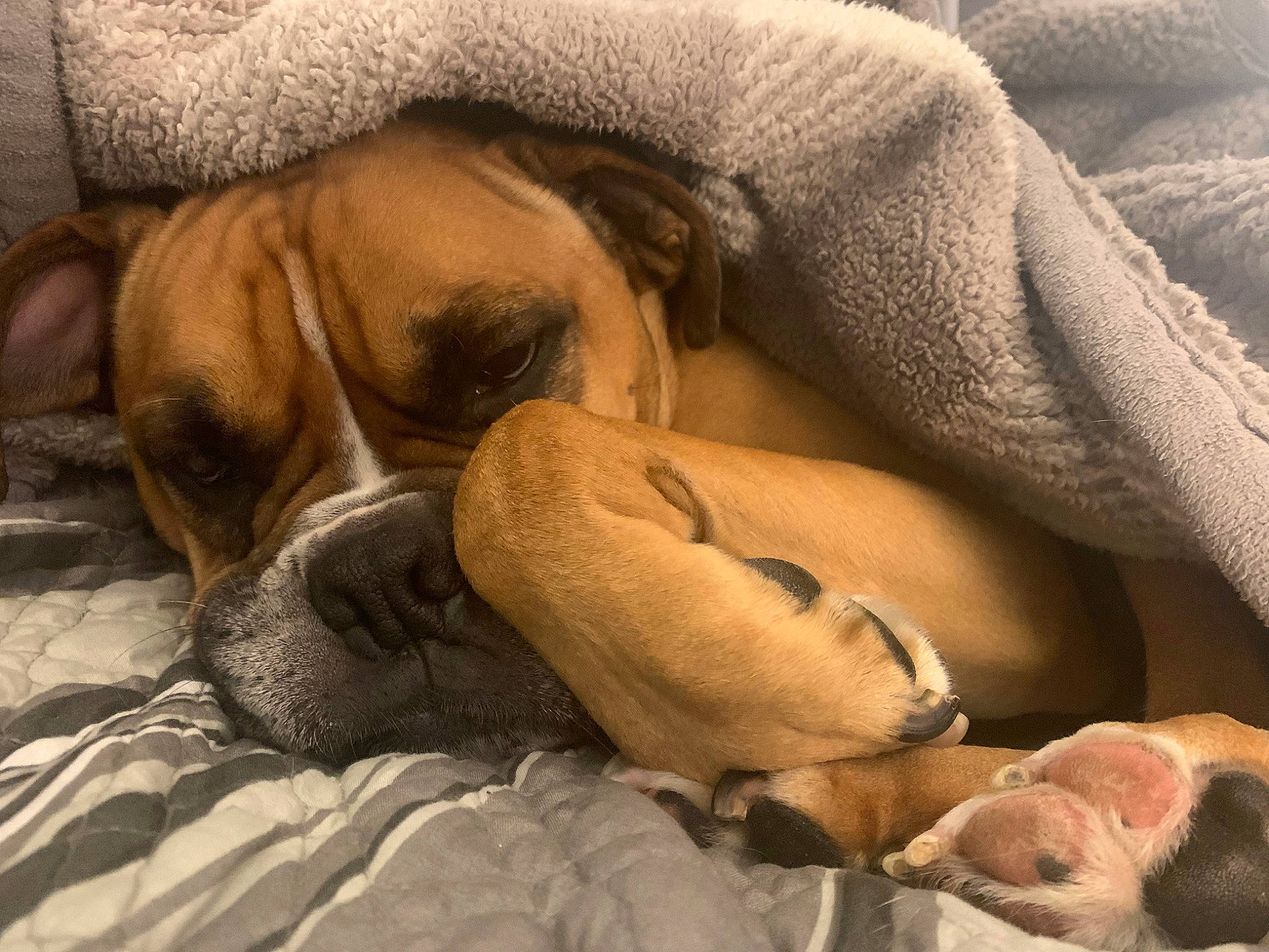 Bentley is registered to the contest to win money with this photo: bedtime, boxer, canidae, carnivore, comfort, companion_dog, dog, dog_breed, fawn, hound, molosser, nap, paw, puppy_love, snout, sporting_group, terrestrial_animal, whiskers, working_animal, wrinkle