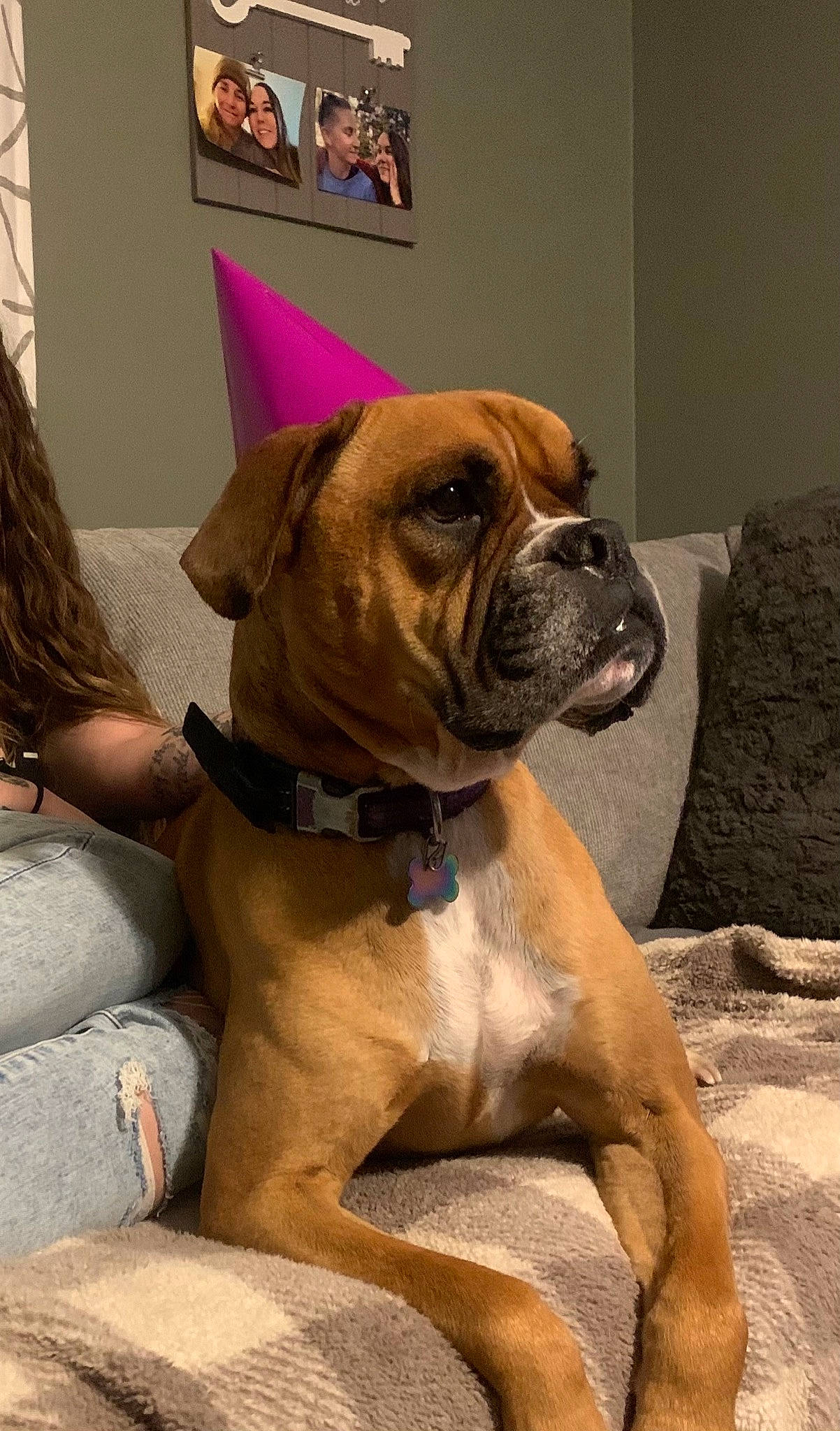 Bentley joined the competition — help win amazing prizes! ancient_dog_breeds, boxer, canidae, carnivore, collar, companion_dog, dog, dog_breed, dog_collar, fawn, human_leg, molosser, non_sporting_group, snout, sporting_group, whiskers, window, working_animal, working_dog, wrinkle