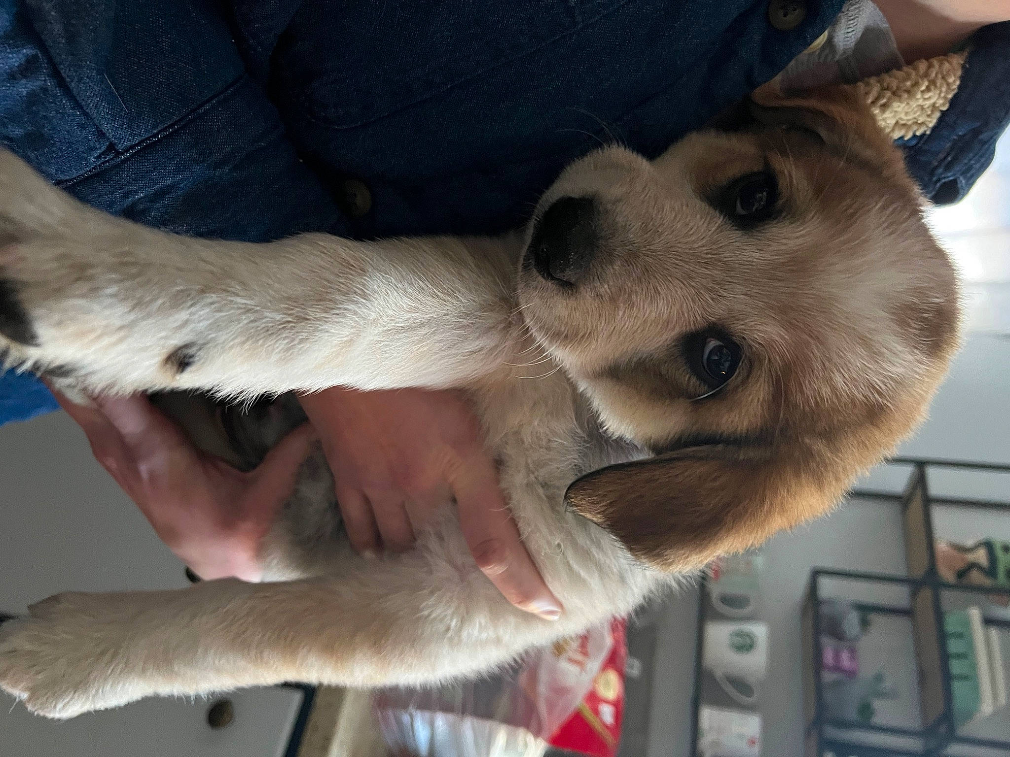 Chadwick is registered to the contest to win money with this photo: canidae, carnivore, claw, collar, comfort, companion_dog, dog, dog_breed, fawn, felidae, fur, gesture, paw, snout, sporting_group, tail, whiskers, working_animal