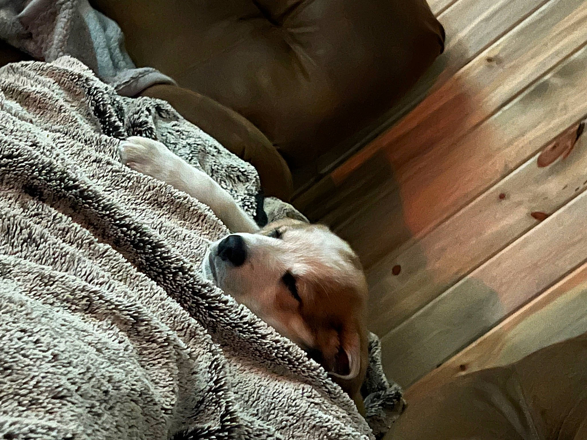 Chadwick joined the competition — help win amazing prizes! bedding, carnivore, comfort, companion_dog, couch, dog, dog_breed, fawn, felidae, flooring, fur, grey, hardwood, linens, small_to_medium_sized_cats, snout, toy_dog, whiskers, wood, working_animal