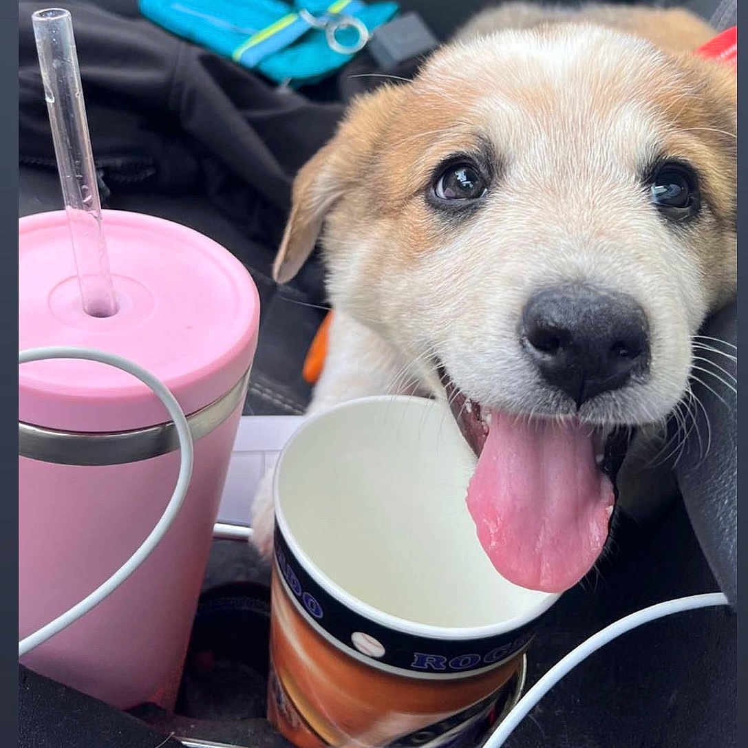 Chadwick joined the competition — help win amazing prizes! carnivore, collar, companion_dog, cuisine, cup, dish, dog, dog_breed, dog_supply, drink, drinkware, fawn, food, ingredient, pet_supply, recipe, serveware, tableware, whiskers