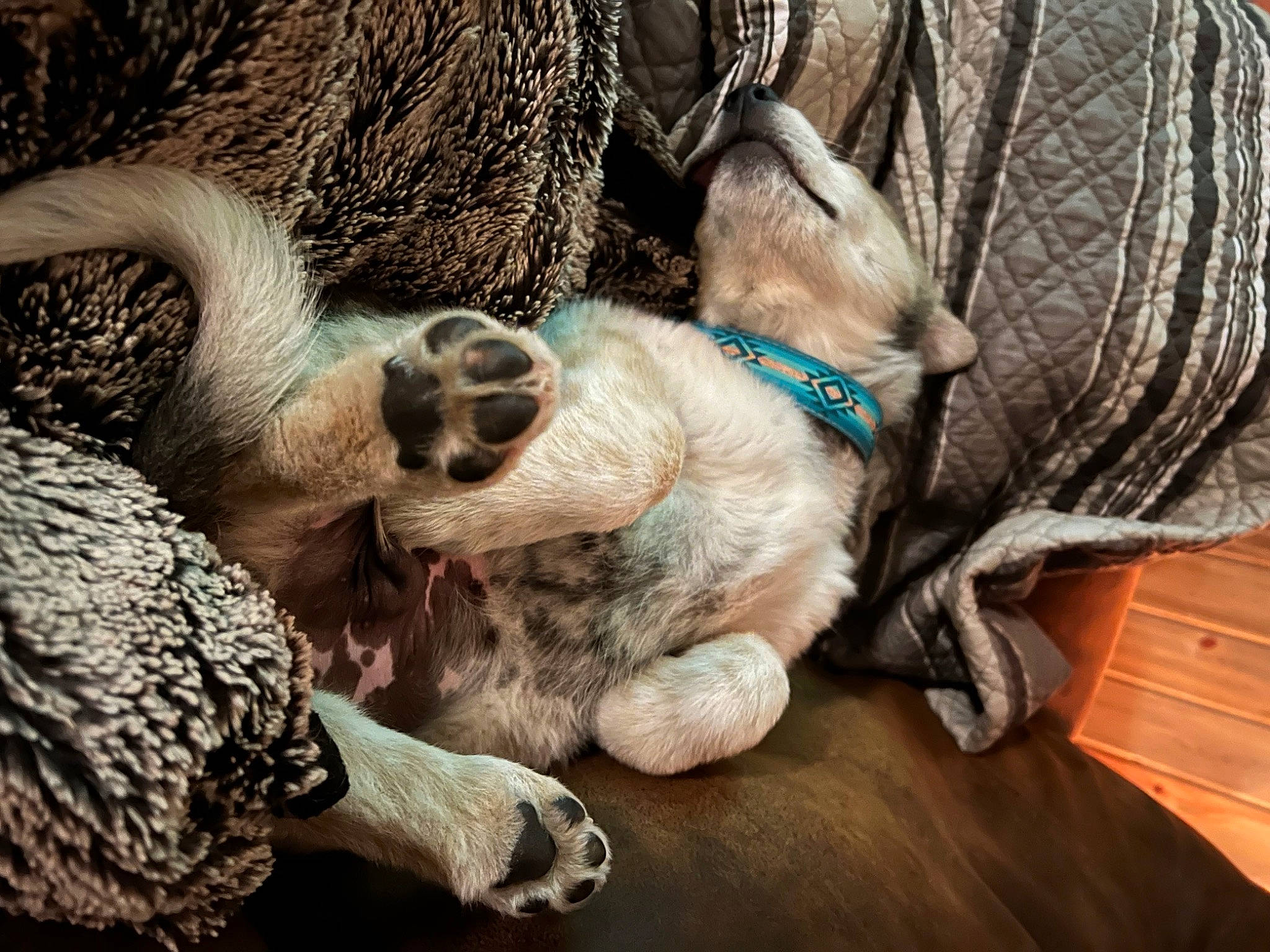 Chadwick joined the competition — help win amazing prizes! carnivore, collar, comfort, companion_dog, dog, dog_breed, dog_collar, fawn, felidae, foot, fur, liver, paw, small_to_medium_sized_cats, snout, sporting_group, tail, terrestrial_animal, whiskers, working_animal