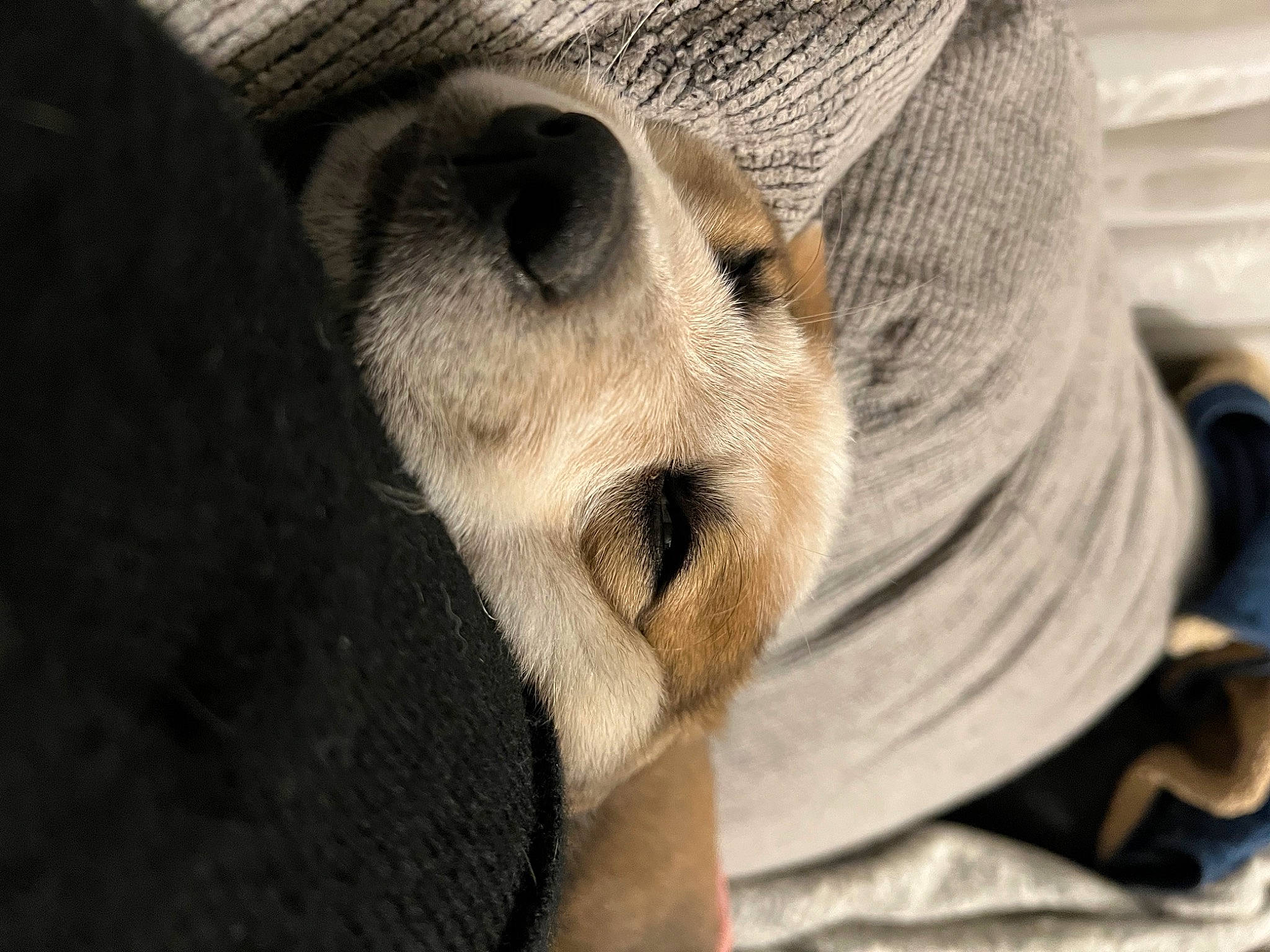 Chadwick joined the competition — help win amazing prizes! canidae, carnivore, claw, close_up, comfort, companion_dog, dog, dog_breed, fawn, felidae, fur, hat, nap, paw, snout, sporting_group, terrestrial_animal, whiskers, wildlife, wood