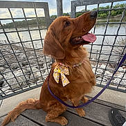 Pardhu is registered to the contest to win money with this photo: dog, golden_retriever, pet, animal, outdoor, river, metal_railing, wooden_deck, leash, bow, necklace, panting, tongue_out, cloudy_sky, rocks, nature, footwear, shoe, happy, sitting