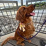 dog, golden_retriever, pet, animal, outdoor, river, metal_railing, wooden_deck, leash, bow, necklace, panting, tongue_out, cloudy_sky, rocks, nature, footwear, shoe, happy, sitting