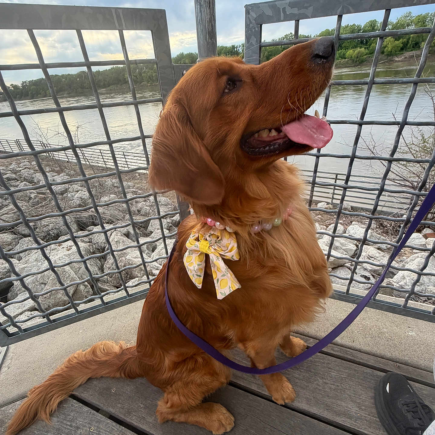 Pardhu is registered to the contest to win money with this photo: dog, golden_retriever, pet, animal, outdoor, river, metal_railing, wooden_deck, leash, bow, necklace, panting, tongue_out, cloudy_sky, rocks, nature, footwear, shoe, happy, sitting