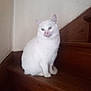 animal, calm, cat, closeup, cozy, domestic_cat, feline, fur, green_eyes, house, indoor, pet, portrait, quiet, single_animal, sitting, stairs, wall, white_cat, wooden_stairs