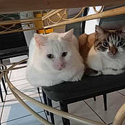 Ouistiti a rejoint le concours — aidez-le/la à gagner de superbes lots ! animal, black_chair, cat, chair, companion, cute, domestic_animal, feline, floor_tiles, glass_table, household, indoor, metal_legs, pets, relaxed, sitting, striped_cat, table, two_cats, white_cat