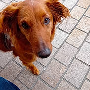 Twinning a rejoint le concours — aidez-le/la à gagner de superbes lots ! animal, brown_fur, canine, close_up, companion, curious, daylight, dog, ears, footwear, jeans, leash, looking_up, outdoor, pavement, pet, sidewalk, snout, stone, walking