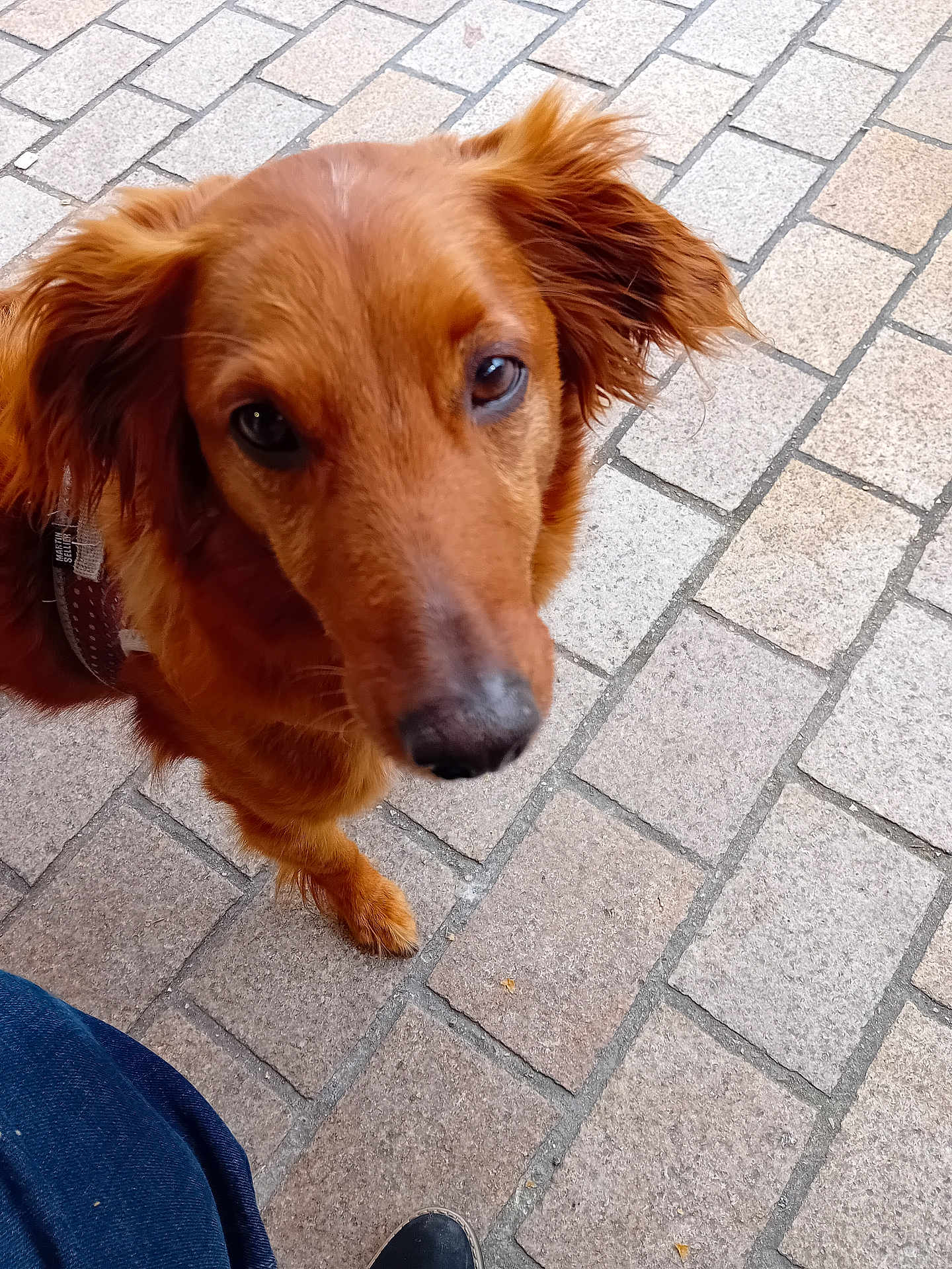 Twinning a rejoint le concours — aidez-le/la à gagner de superbes lots ! animal, brown_fur, canine, close_up, companion, curious, daylight, dog, ears, footwear, jeans, leash, looking_up, outdoor, pavement, pet, sidewalk, snout, stone, walking