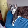 animal, background, blue_fabric, cat, chair, feline, fur, furniture, gray_cat, home, indoor, lazy, paw, pet, portrait, relaxing, resting, whiskers, white_cat, yellow_object