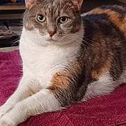 Lily joined the competition — help win amazing prizes! animal, calico_cat, cat, feline, fur, green_eyes, home, indoors, living_room, lying_down, magenta, paws, pet, portrait, rug, serious_expression, sitting, towel, whiskers, wood_floor