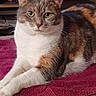 animal, calico_cat, cat, feline, fur, green_eyes, home, indoors, living_room, lying_down, magenta, paws, pet, portrait, rug, serious_expression, sitting, towel, whiskers, wood_floor