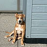 dog, brown_dog, sitting, outdoor, sunlight, shadow, concrete, building, wooden_wall, pet, animal, daylight, relaxed, ears, paws, tail, alert, companion, canine, portrait