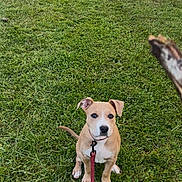 Aika a rejoint le concours — aidez-le/la à gagner de superbes lots ! dog, puppy, leash, grass, outdoor, play, stick, pet, animal, cute, waiting, brown, white, collar, young, nature, garden, fence, green, canine