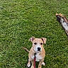 dog, puppy, leash, grass, outdoor, play, stick, pet, animal, cute, waiting, brown, white, collar, young, nature, garden, fence, green, canine