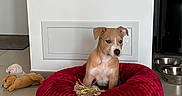 Aika a rejoint le concours — aidez-le/la à gagner de superbes lots ! animal, brown_dog, calm, cute, dog_bed, dog_bowl, domestic, floor_tile, home, indoor, metal_bowl, pet, pet_toy, puppy, red_bed, refrigerator, sitting, stuffed_animal, toy, white_wall