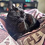 animal, bed, bedroom, blackcat, blanket, cat, couch, cushion, furniture, homedecor, indoors, kitten, laundry, manx, person, pet, quilt, room, sleeping, towel