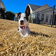 Paisley is registered to the contest to win money with this photo: dog, puppy, grass, yard, pink_collar, stick, ear_up, blue_sky, house, fence, outdoor, pet, animal, cute, lying_down, daytime, suburban, playful, canine, nature