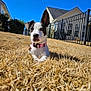 dog, puppy, grass, yard, pink_collar, stick, ear_up, blue_sky, house, fence, outdoor, pet, animal, cute, lying_down, daytime, suburban, playful, canine, nature