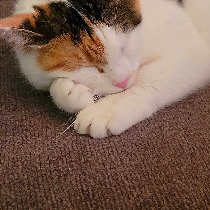 Hermoine