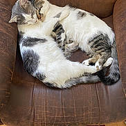 Dante joined the competition — help win amazing prizes! cat, two_cats, cuddling, armchair, brown_leather, fur, pet, indoor, cozy, sleeping, paw, tail, tabby, white_fur, relaxed, closeup, domestic_animal, home, rug, chair