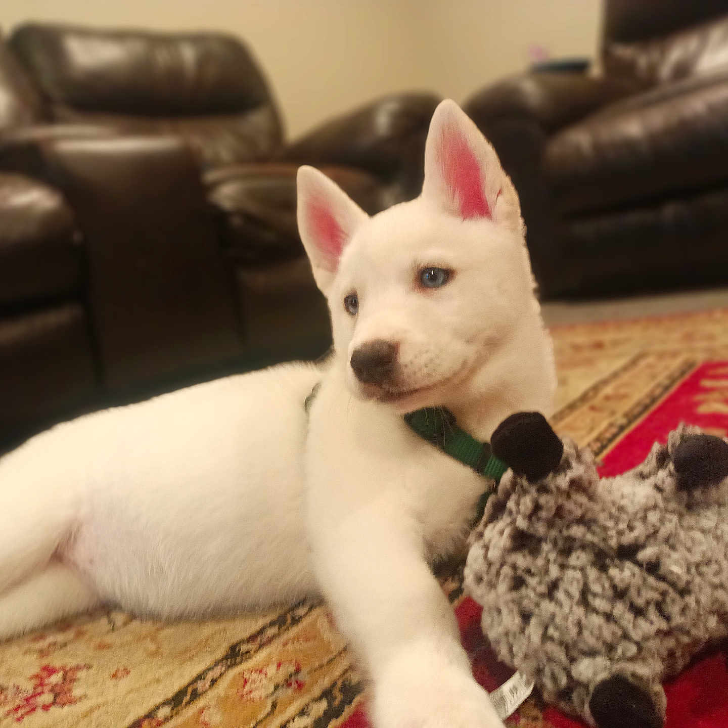 Rhea joined the competition — help win amazing prizes! blue_eyes, carpet, close_up, collar, couch, dog, domestic_animal, home_interior, indoor, leather_sofa, lying_down, mammal, pet, playful, puppy, rug, shallow_depth_of_field, stuffed_animal, toy, white_fur