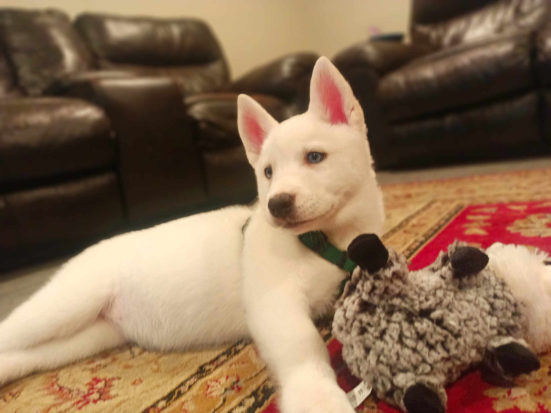 Rhea joined the competition — help win amazing prizes! dog, puppy, white_fur, blue_eyes, collar, stuffed_animal, toy, rug, carpet, leather_sofa, couch, indoor, home_interior, pet, lying_down, close_up, shallow_depth_of_field, playful, mammal, domestic_animal