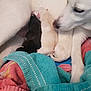 Rhea joined the competition — help win amazing prizes! dog, puppy, newborn, nursing, mother_dog, white_dog, towel, blanket, snout, paw, fur, litter, feeding, cozy, indoor, close_up, resting, domestic, cute, animal