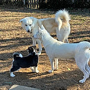 Rhea is registered to the contest to win money with this photo: dog, puppy, white_dog, black_and_white_puppy, yard, fence, outdoor, dirt, grass, tail, fur, canine, sniffing, playful, standing, trio, sunlight, shadow, pet, interaction