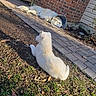 brick_wall, bucket, canine, cone_collar, dog, fur, grass, home_exterior, leaves, outdoor, paved_walkway, puppy, relaxed_pose, resting, shadow, sibling_pets, side_profile, sunlight, white_dog, yard
