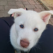 Maxine joined the competition — help win amazing prizes! adorable, blue_eyes, brick_ground, close_up, companion, cute, dog, ears, fur, human_leg, lap, nose, outdoor, pavement, pet, portrait, puppy, sitting, whiskers, white_puppy