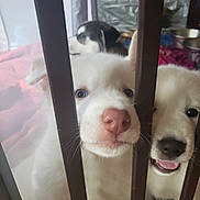 Maxine is registered to the contest to win money with this photo: dog, puppy, white_puppy, nose, snout, bars, gate, pet, close_up, whiskers, tongue, smile, curious, eyes, fur, indoor, playpen, sibling, adorable, muzzle