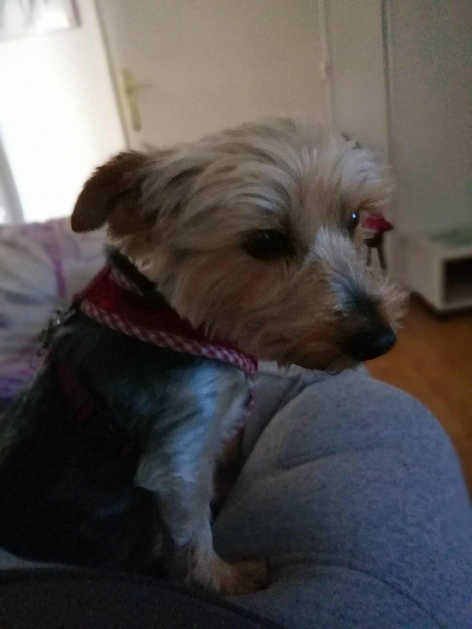 Baboune participe au concours pour gagner de l'argent avec cette photo : australian_silky_terrier, australian_terrier, cairn_terrier, canidae, carnivore, companion_dog, dog, dog_breed, glen_of_imaal_terrier, mammal, morkie, norfolk_terrier, puppy, rare_breed_dog, schnoodle, small_terrier, snout, sporting_group, terrier, yorkshire_terrier