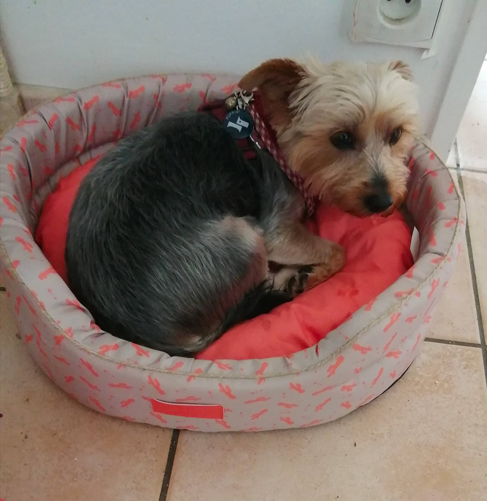 Baboune participe au concours pour gagner de l'argent avec cette photo : australian_silky_terrier, australian_terrier, cairn_terrier, canidae, carnivore, companion_dog, dog, dog_bed, dog_breed, mammal, morkie, puppy, schnoodle, shih_tzu, small_terrier, sporting_lucas_terrier, terrier, toy_dog, yorkipoo, yorkshire_terrier