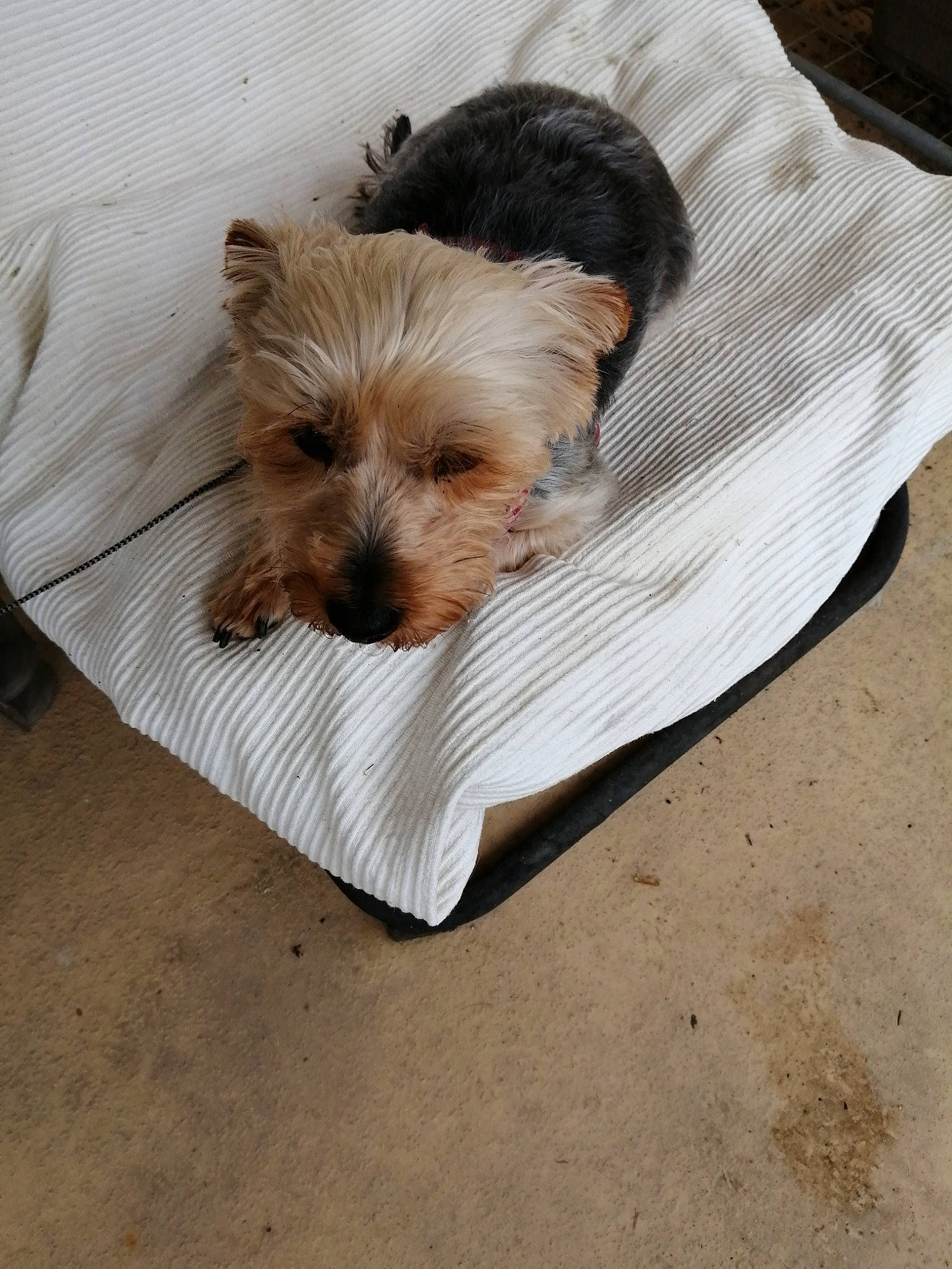 Baboune participe au concours pour gagner de l'argent avec cette photo : australian_silky_terrier, australian_terrier, biewer_terrier, cairn_terrier, canidae, carnivore, companion_dog, dog, dog_bed, dog_breed, glen_of_imaal_terrier, mammal, morkie, norwich_terrier, puppy, rare_breed_dog, small_terrier, terrier, toy_dog, yorkshire_terrier