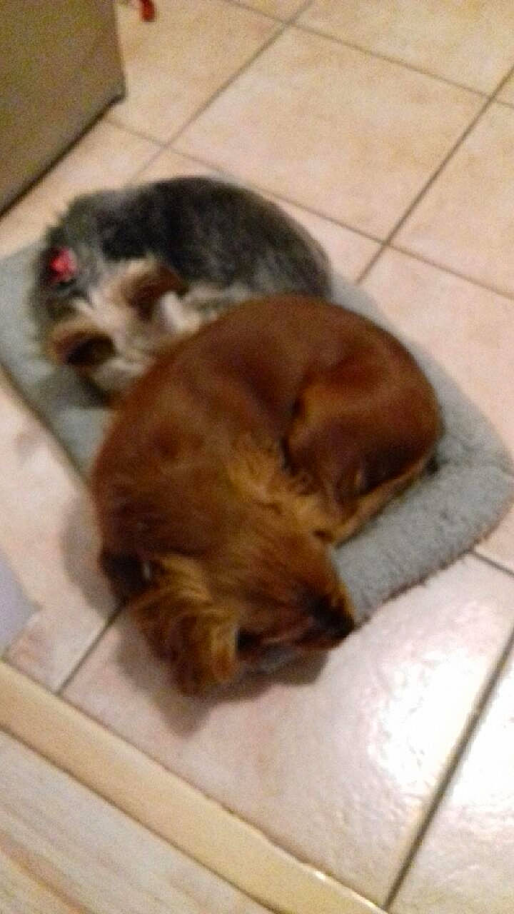 Baboune a rejoint le concours — aidez-le/la à gagner de superbes lots ! border_terrier, canidae, carnivore, companion_dog, dog, dog_breed, lhasa_apso, liver, norfolk_terrier, puppy, shih_tzu, snout, sporting_group