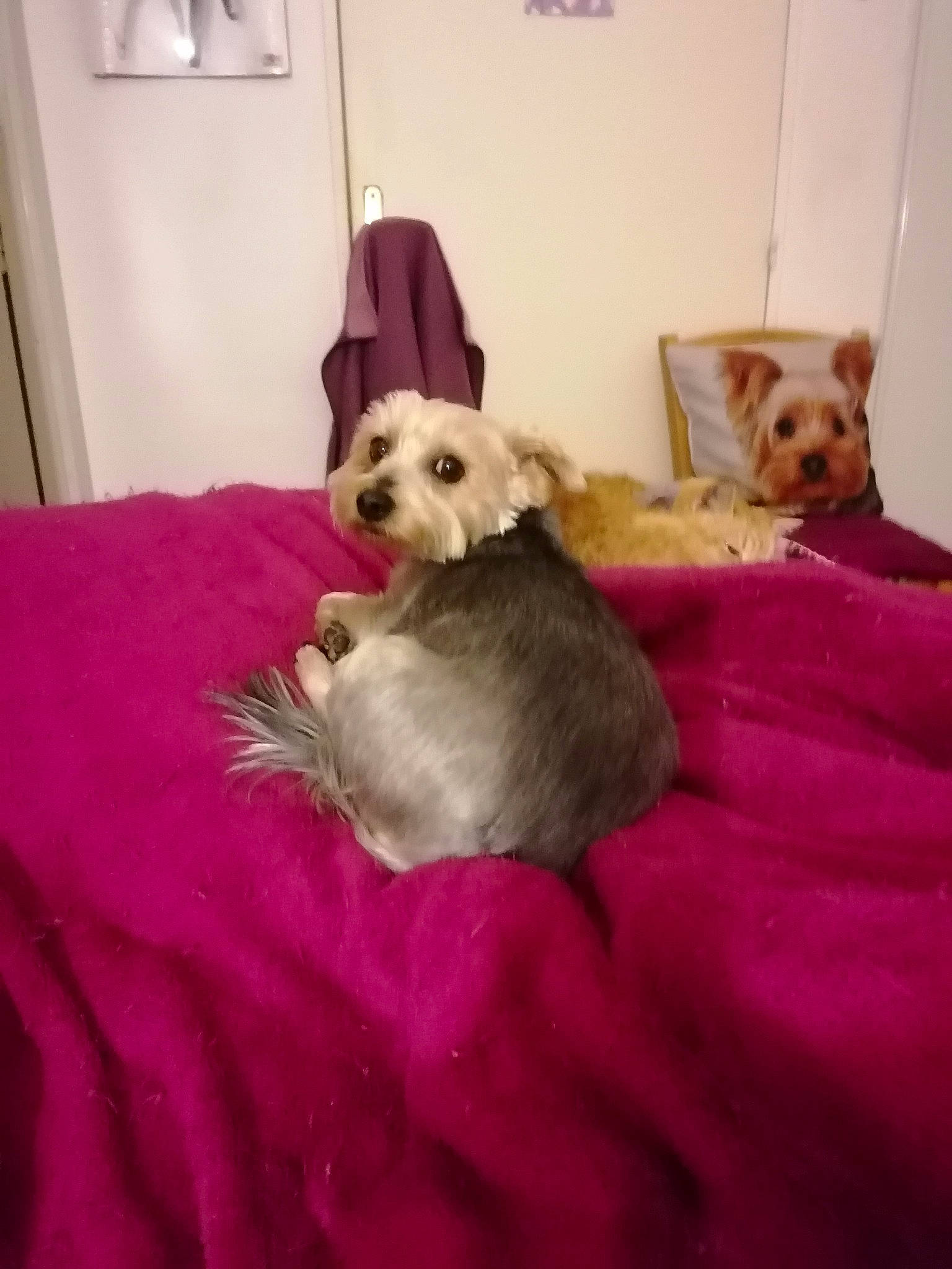 Baboune a rejoint le concours — aidez-le/la à gagner de superbes lots ! bed, bedding, carnivore, comfort, companion_dog, couch, dog, dog_breed, dog_supply, fawn, felidae, fur, linens, pink, sporting_group, stuffed_toy, terrier, toy, toy_dog, working_animal