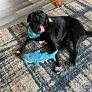 Loki joined the competition — help win amazing prizes! dog, black_dog, bandana, plush_toy, shark_toy, stuffed_animal, carpet, floor, indoor, pet, animal, lying_down, tongue_out, playful, cute, domestic, toy, home, cozy, relaxed