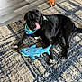 dog, black_dog, bandana, plush_toy, shark_toy, stuffed_animal, carpet, floor, indoor, pet, animal, lying_down, tongue_out, playful, cute, domestic, toy, home, cozy, relaxed