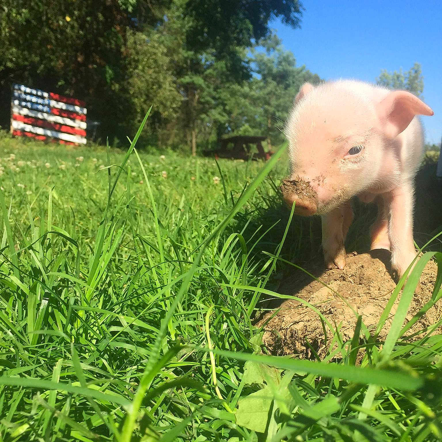 Wilbur