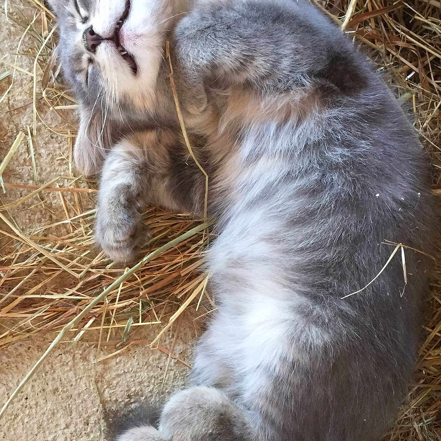 Dopey is registered to the contest to win money with this photo: